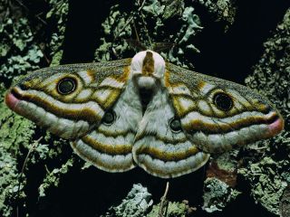pic6.jpg